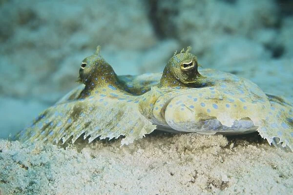 The face of a Peacock Flounder camouflaged on the ocean floor