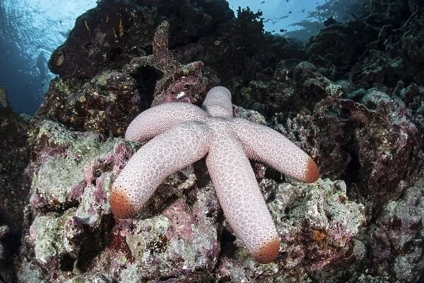 A fat starfish clings to rocks in the Solomon Islands