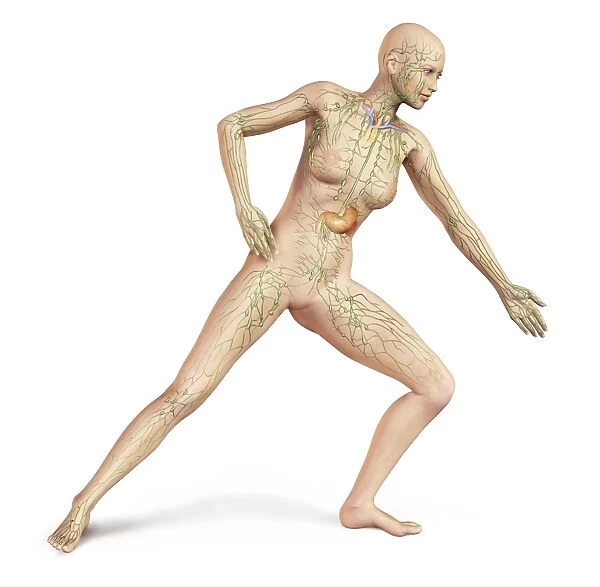Female body in dynamic posture with lymphatic system superimposed