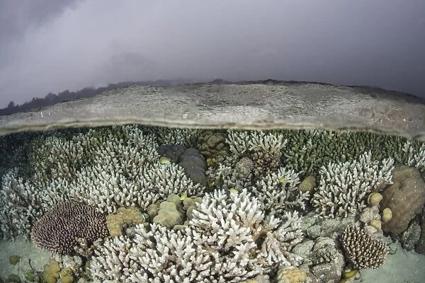 A fragile coral reef grows in shallow water in the Solomon Islands