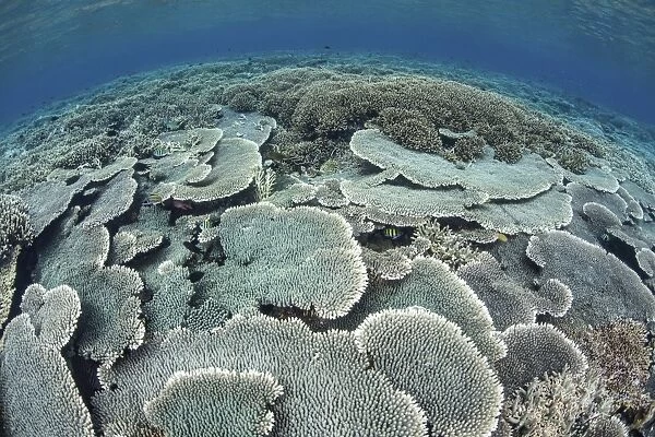 Fragile corals grow in shallow water in Komodo National Park