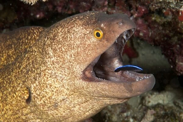 Giant moray eel and cleaner wrasse, Maldives