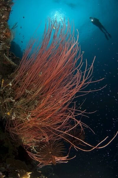 Grand sea whip with diver in background, Gorontalo, Indonesia