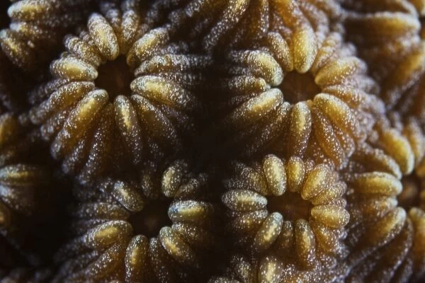 Hard coral polyps at 3x life size, Bonaire, Caribbean Netherlands