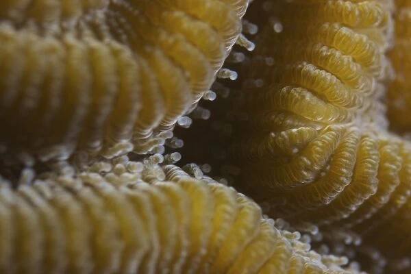 Hard coral polyps at 5x life size, Bonaire, Caribbean Netherlands