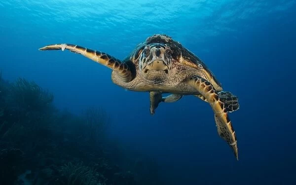 The hawksbill sea turtle, Bonaire, Caribbean Netherlands