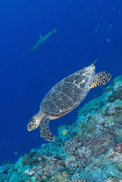 Hawksbill sea turtle at the edge of a wall with sharks