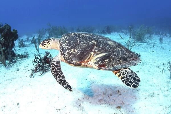 Injured Hawksbill Turtle with damaged shell in Caribbean Sea, Mexico