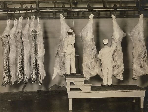 Inspection of animal carcasses, 1910
