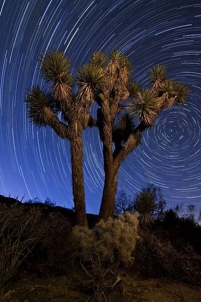 A Joshua tree against a backdrop of star trails, California