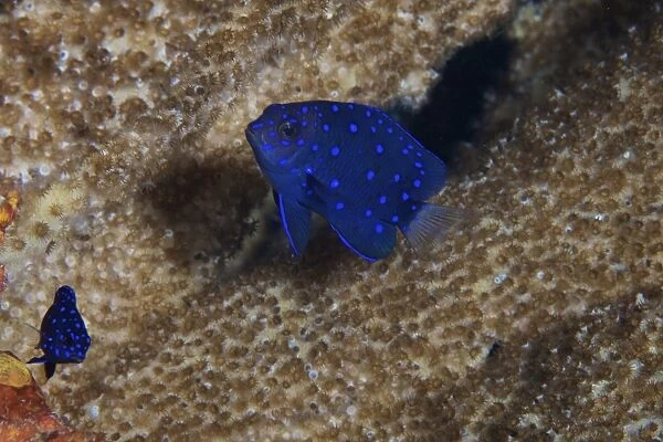Juvenille Damselfish use a large sponge for cover