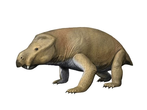 Kannemeyeria is a large dicynodont from the Middle Triassic period