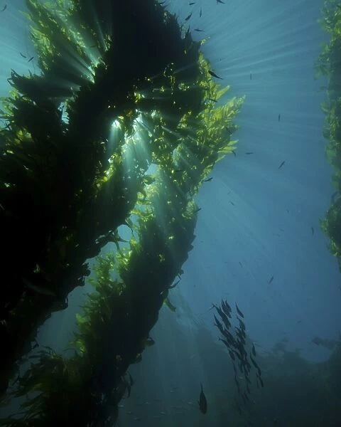 Kelp forest with school of fish