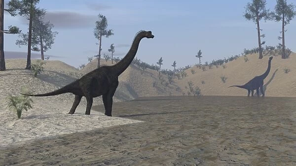 Large Brachiosaurus roaming the edge of a bay
