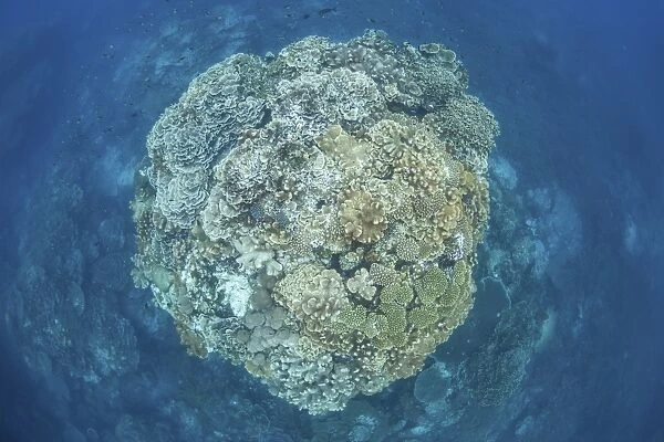 A large coral bommie grows on a reef in the Solomon Islands