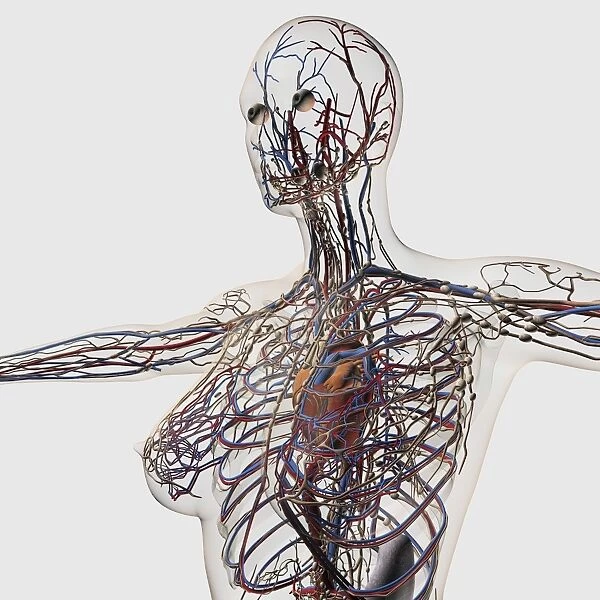 Medical illustration of arteries, veins and lymphatic system in female chest area