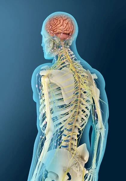 Medical illustration of human brain and brain stem