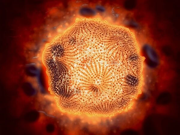 Microscopic view of Canine Parvovirus