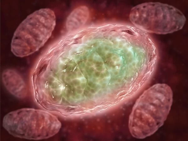 Microscopic view of Mitochondria