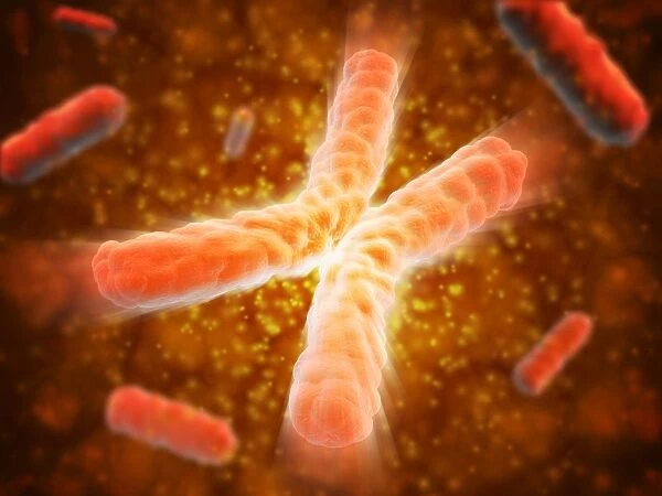 Microscopic view of telomeres highlighted at the tips of chromosome
