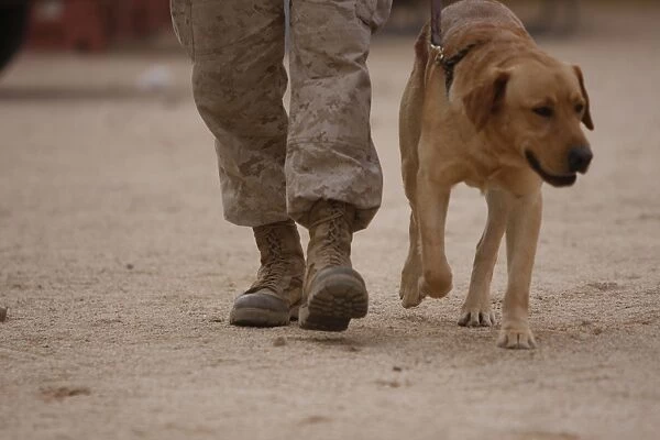A military working dog and his handler taking a walk