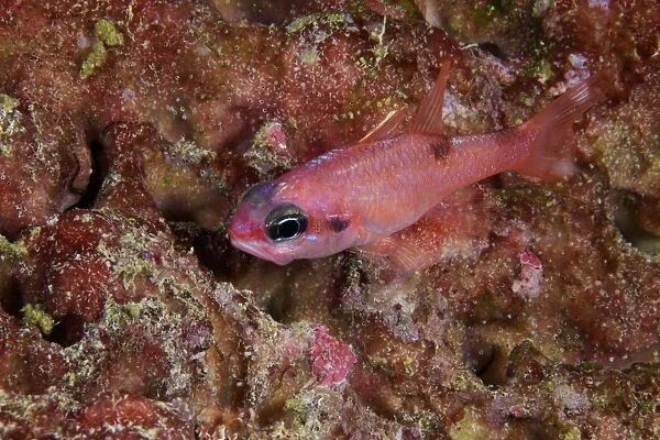Mimic Cardinalfish, Bonaire, Caribbean Netherlands