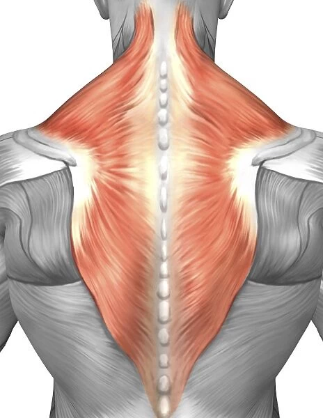 Muscles of the back and neck