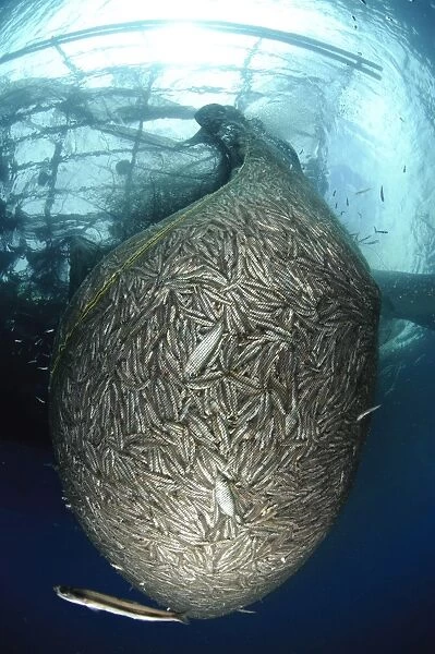 Net full of Ikan Puri, a small anchovy like fish, West Papua, Indonesia