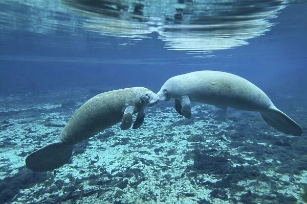 A pair of manatees appear to be greeting each other, Fanning Springs, Florida