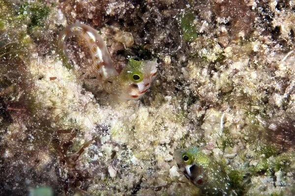 A pair of Secretary Blenny in their coral home