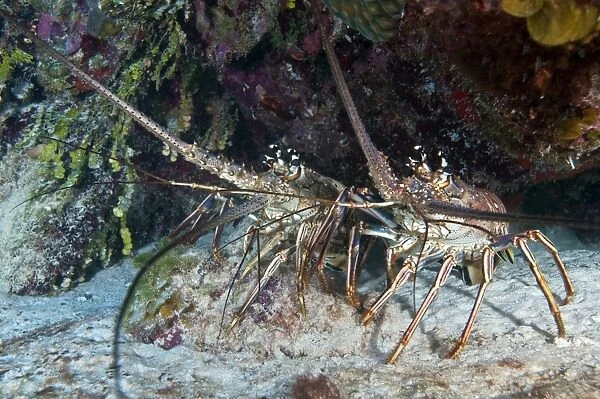Pair of Spiny Caribbean lobsters under overhang