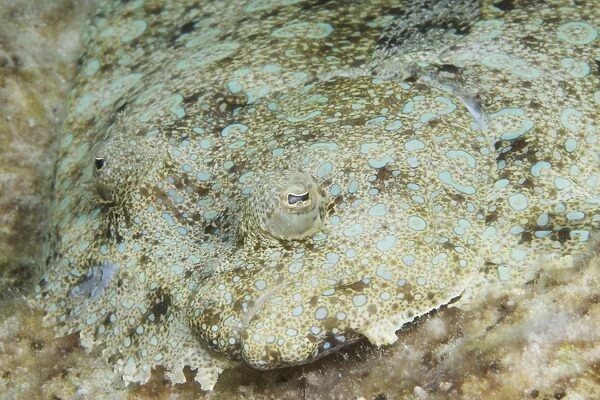 Peacock flounder camouflaged against the sea floor