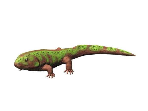 Pederpes is a tetrapod from the Early Carboniferous period