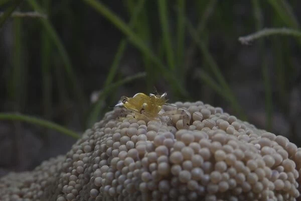 Popcorn Shrmp on an anenome on a Fijian Reef