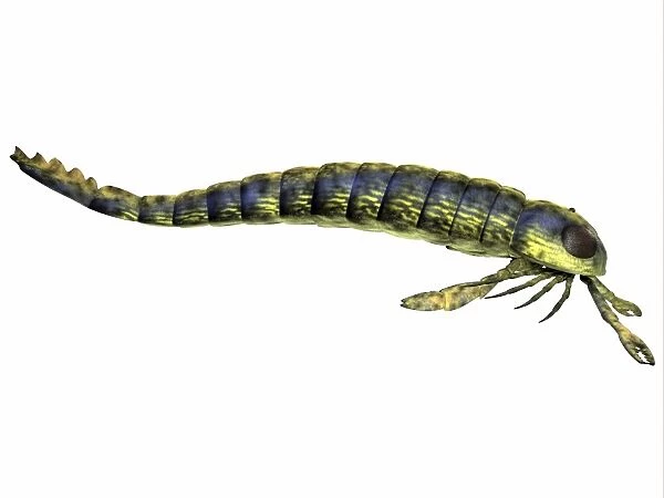 Pterygotus sea scorpion from the Paleozoic Era