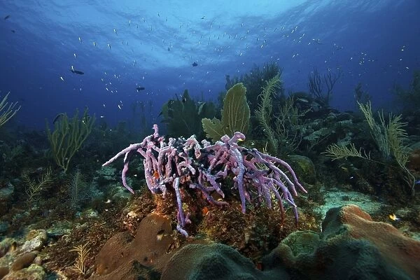 Purple Sponge on a deep reef