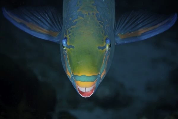 Queen Parrotfish feeding on algae