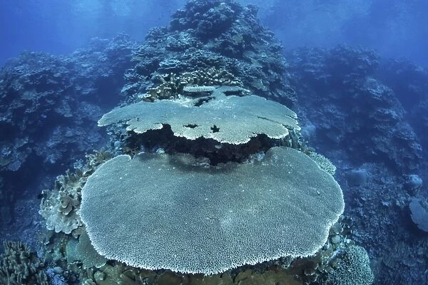 Reef-building corals grow on a reef in the Solomon Islands