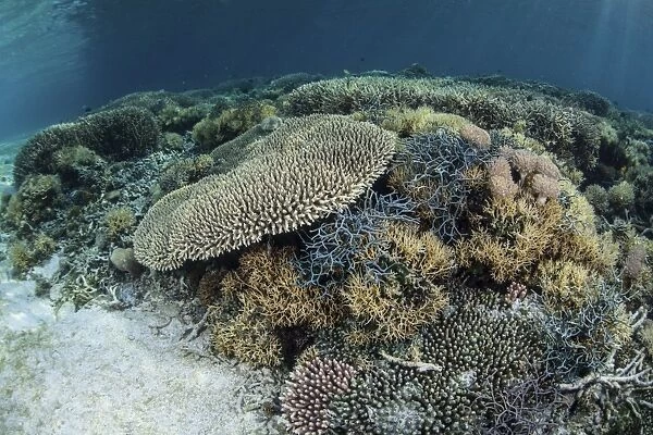 Reef-building corals near Alor, Indonesia