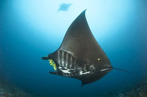 The reef manta ray with yellow pilot fish in front of its mouth