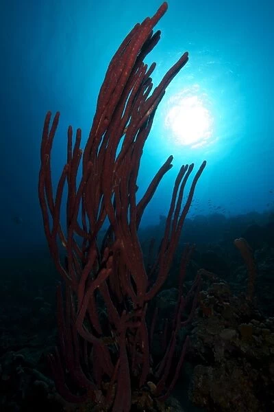Rope sponge, Bonaire, Caribbean Netherlands