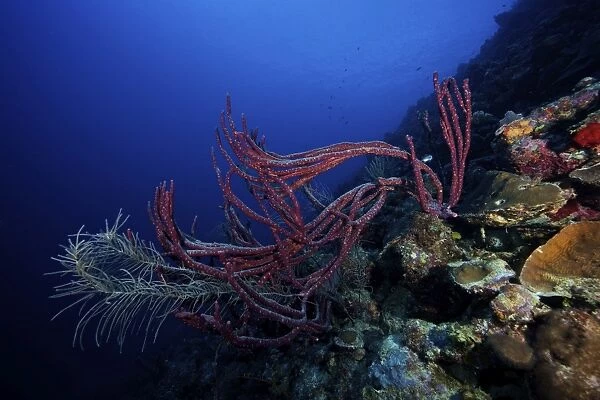 Rope sponges on a deep reef off the cosat of Bonaire