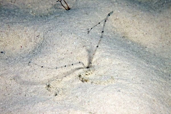 Sandworm feeding at night, Bonaire, Caribbean Netherlands