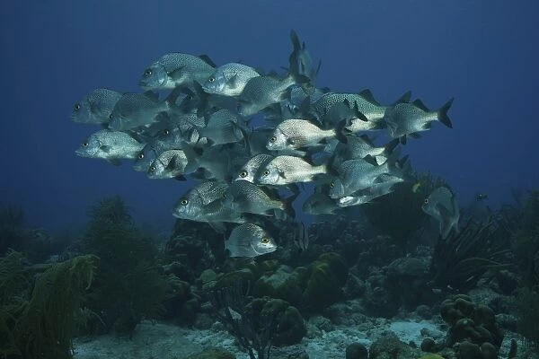 School of Black Margate congregate on top of the reef