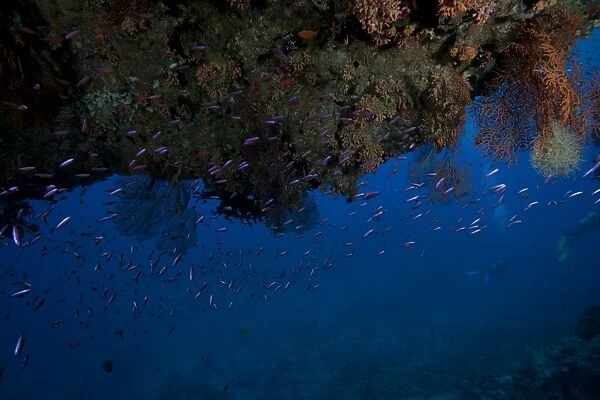 Schooling anthias fish under a coral ledge in Beqa Lagoon, Fiji