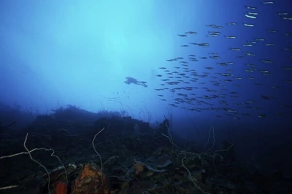 A scuba diver explores a deep drop off as a school of Boga fish swim by