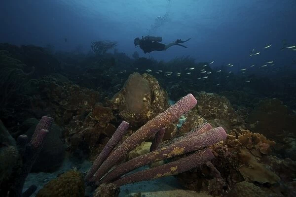 Scuba Diver swims underwater amongst large pipe sponges