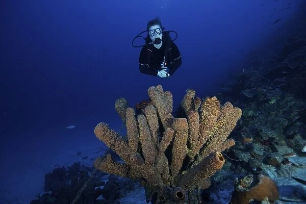 Scuba Diver swims underwater amongst sea sponges