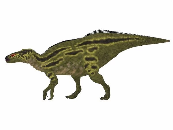 Shantungosaurus dinosaur side view