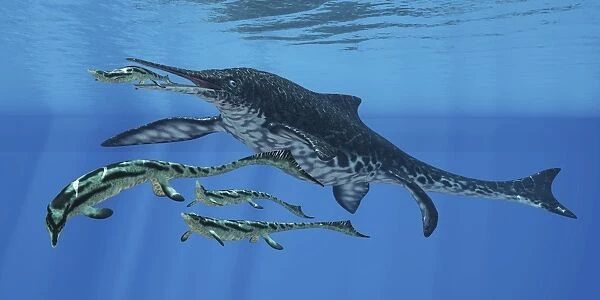 Shonisaurus hunting Cymbospondylus in Triassic waters